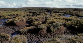 Irish peat bog